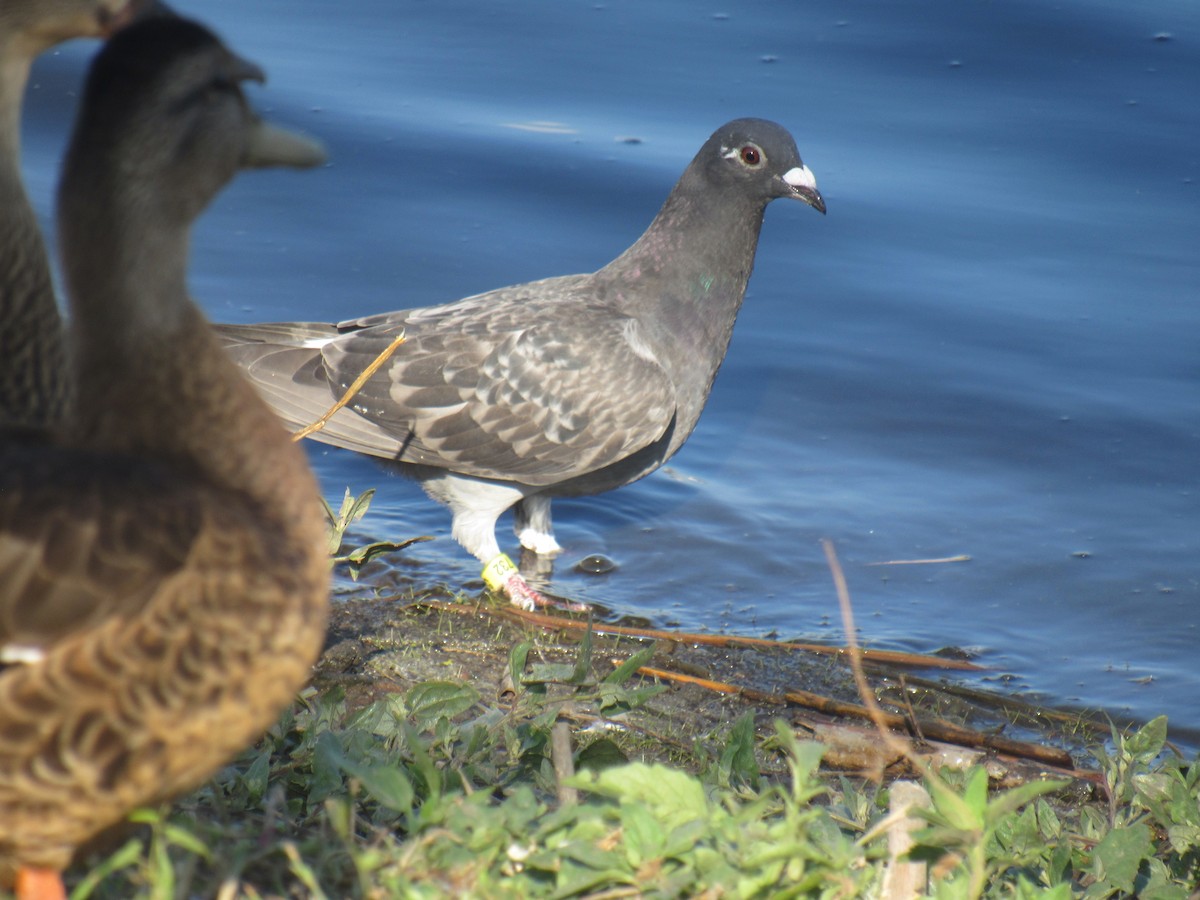 Rock Pigeon (Feral Pigeon) - ML597142921