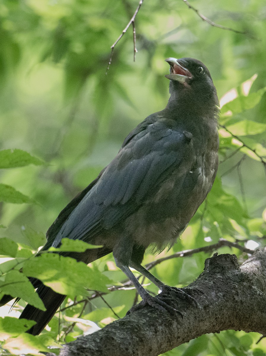 American Crow - ML597143481