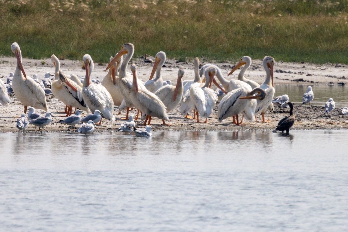 American White Pelican - ML597143511