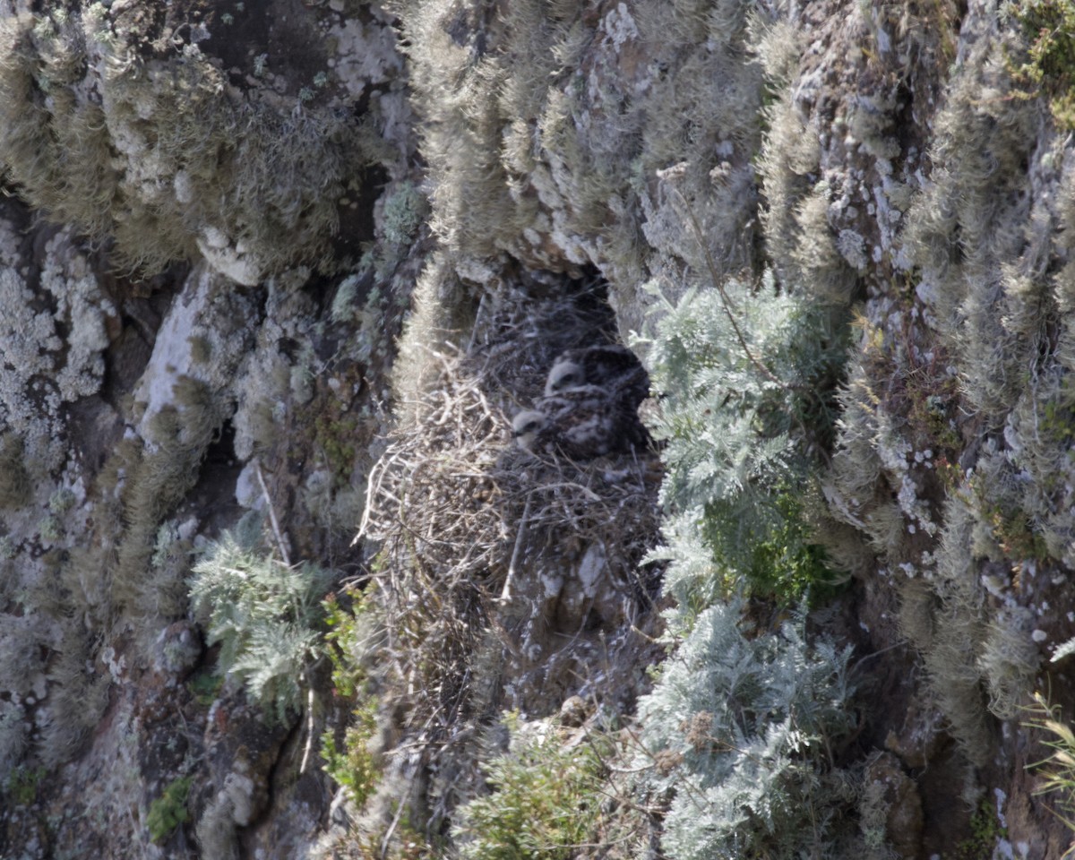 Канюк неоарктичний - ML597145091