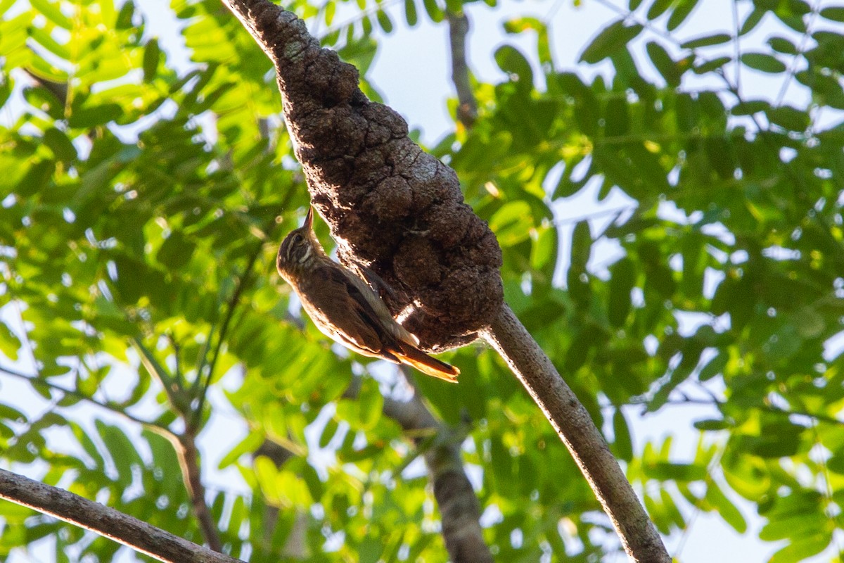 Slender-billed Xenops - ML597145241