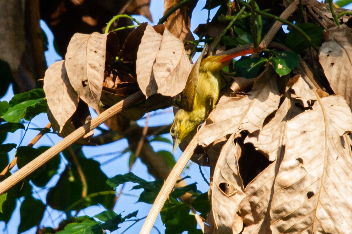 Rufous-tailed Foliage-gleaner - ML597145341