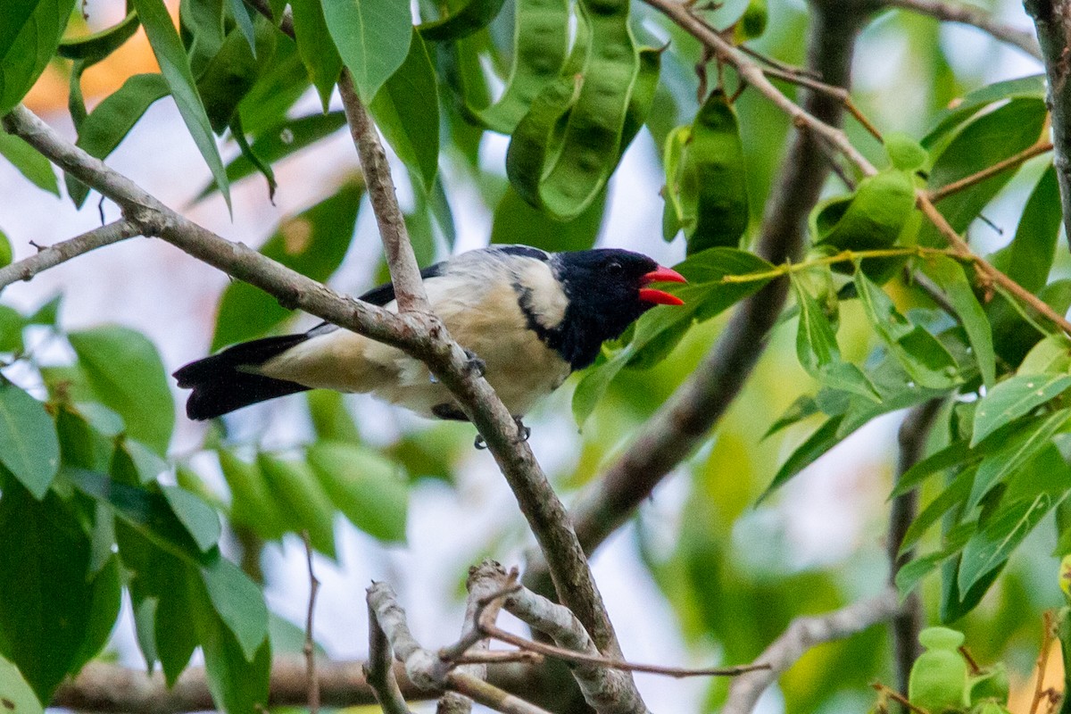 アカハシフウキンチョウ - ML597145401