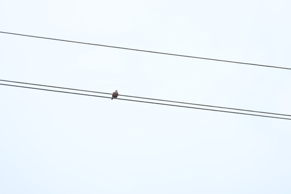 Ruddy Ground Dove - ML597146601