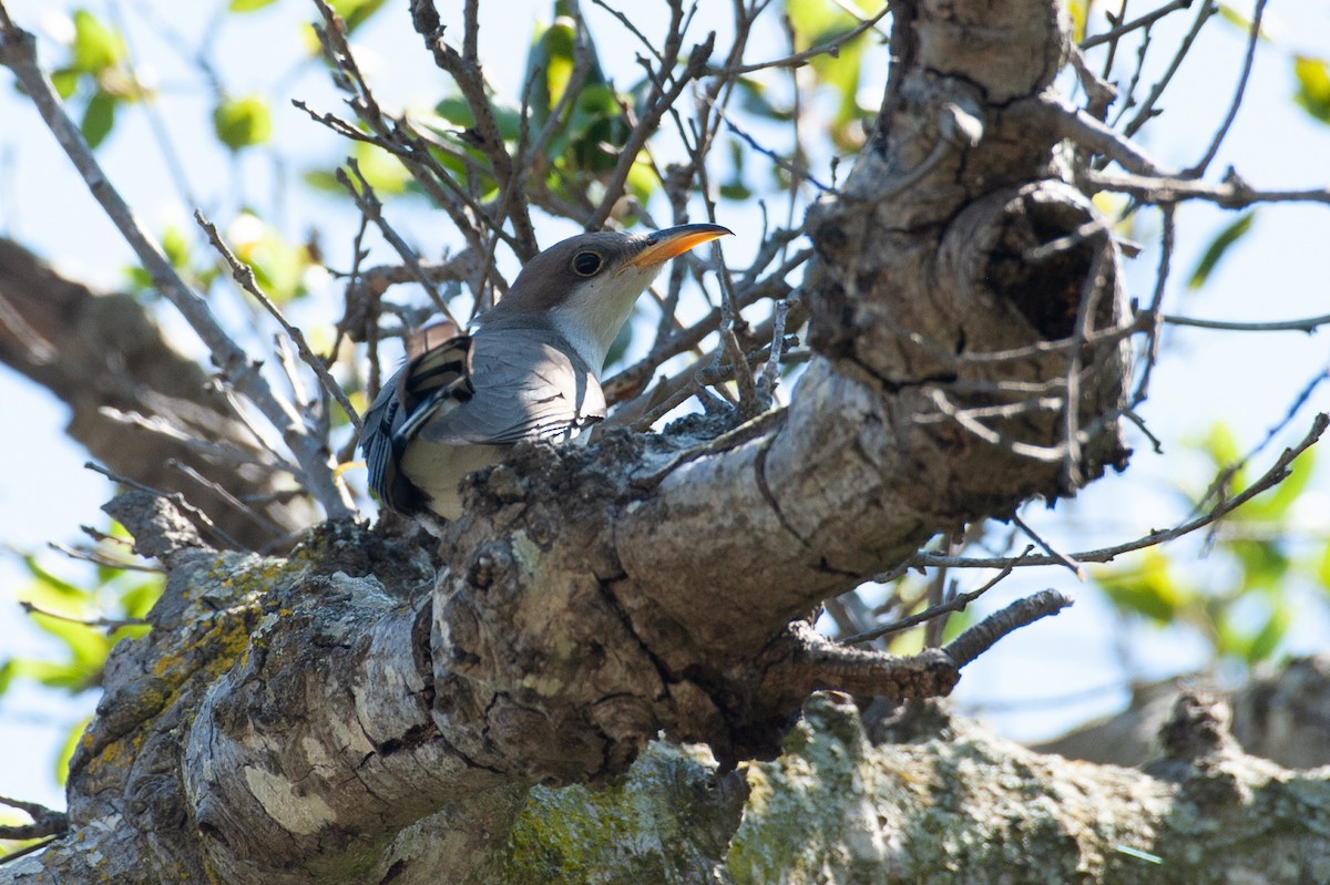 Yellow-billed Cuckoo - Owen Sinkus