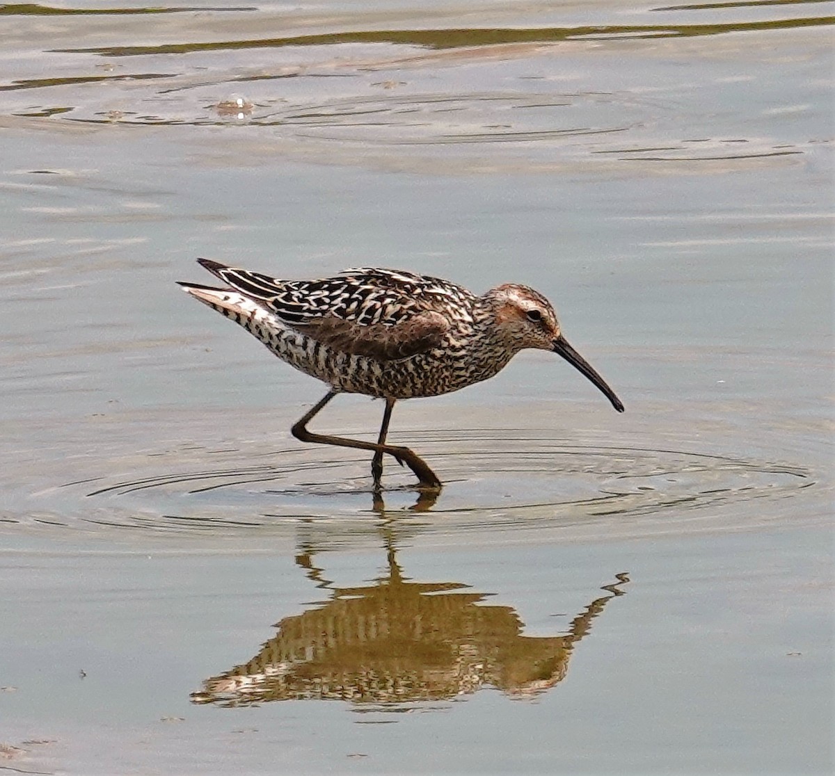 Stilt Sandpiper - Brian Lineaweaver