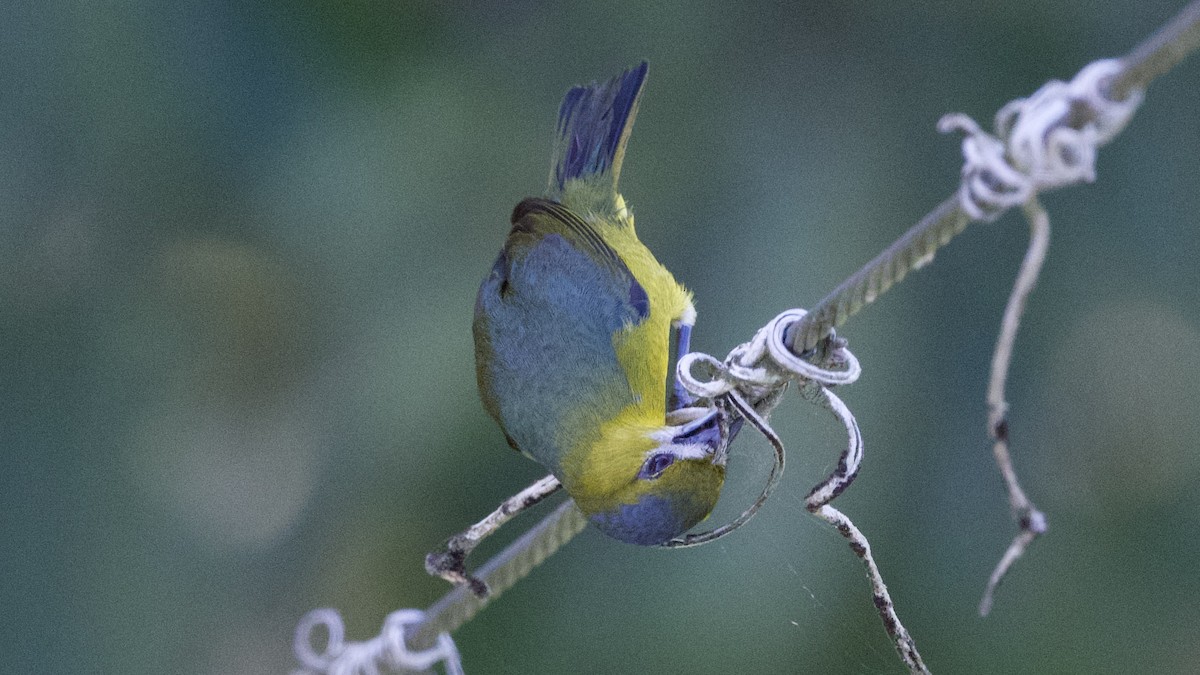 Golden-bellied Euphonia - ML597151321