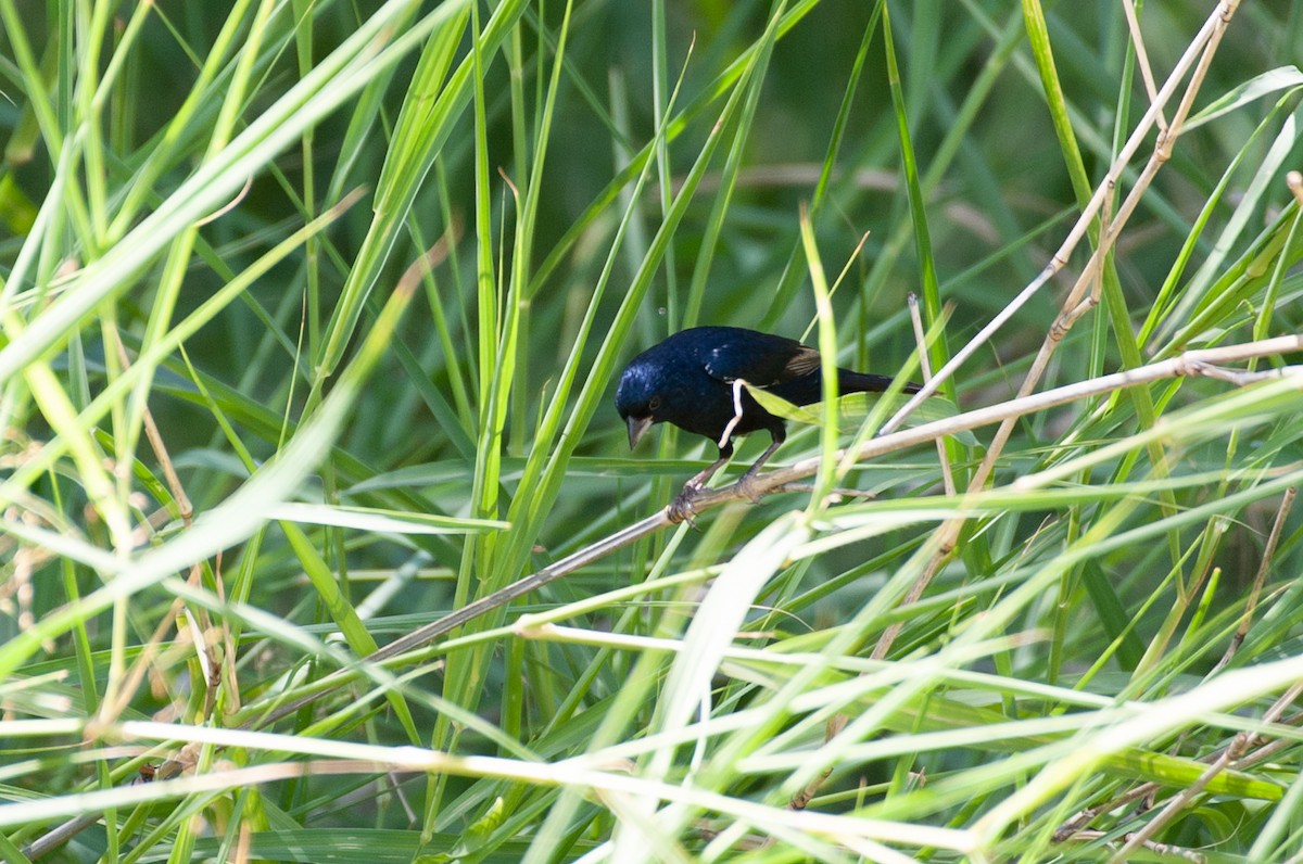 Blue-black Grassquit - Owen Sinkus