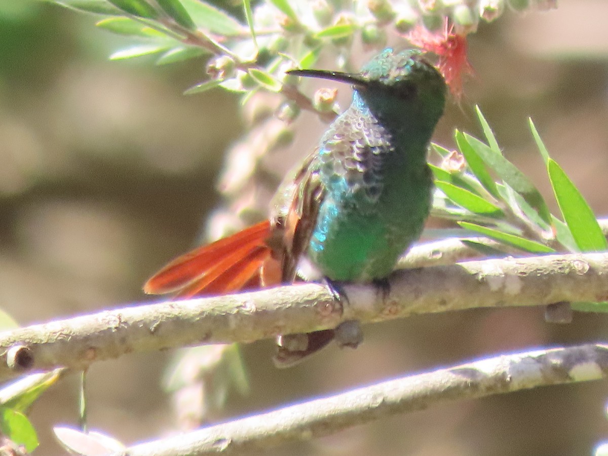 Berylline Hummingbird - ML597152021