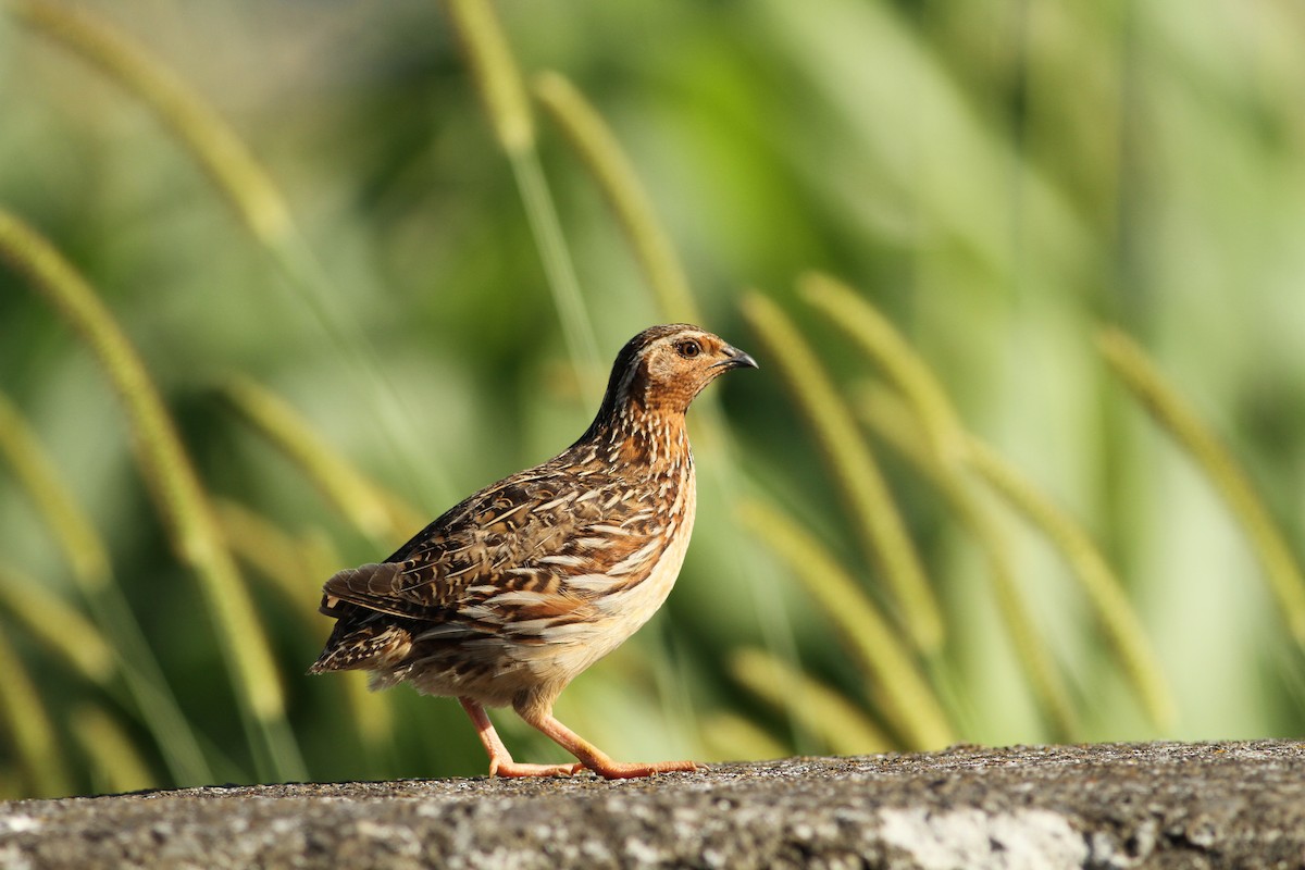 Common Quail - ML597152241