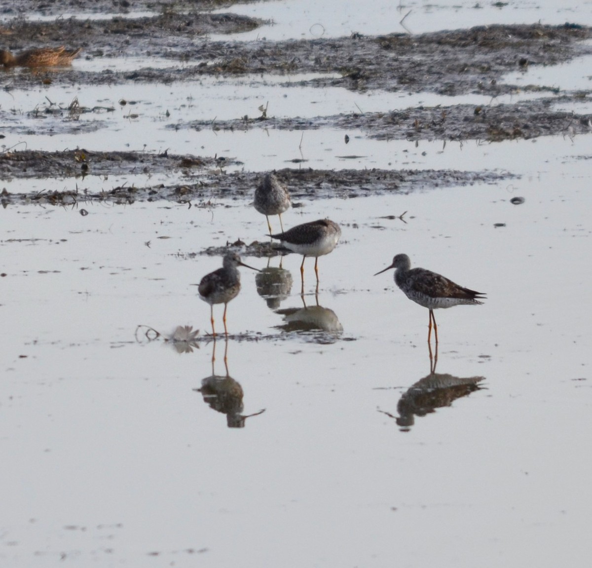 Greater Yellowlegs - John Ritchie