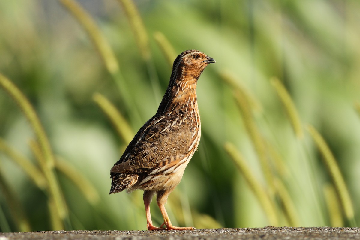 Common Quail - ML597152711