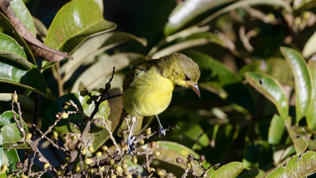 Yellow-backed Tanager - ML597153201