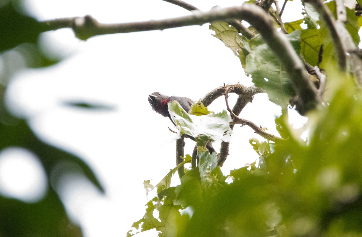 Pink-throated Becard - ML597153291