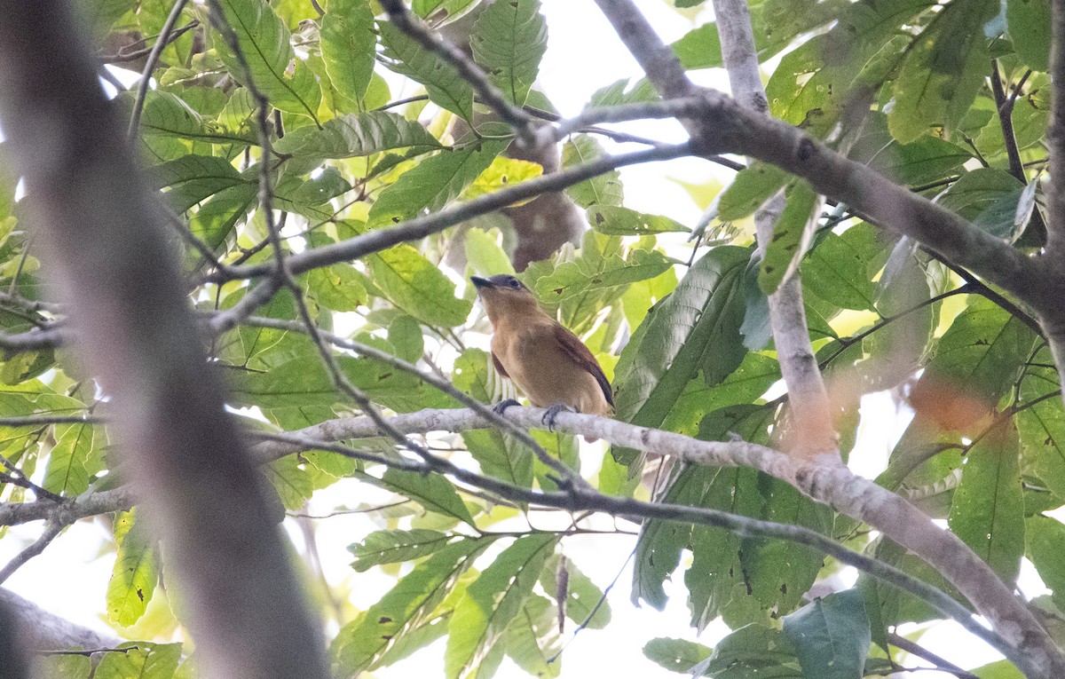 Pink-throated Becard - ML597153311