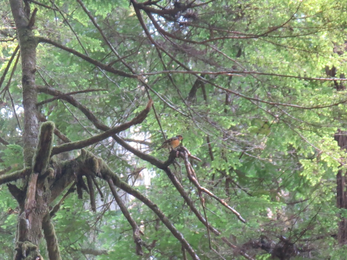 Varied Thrush - ML597153941