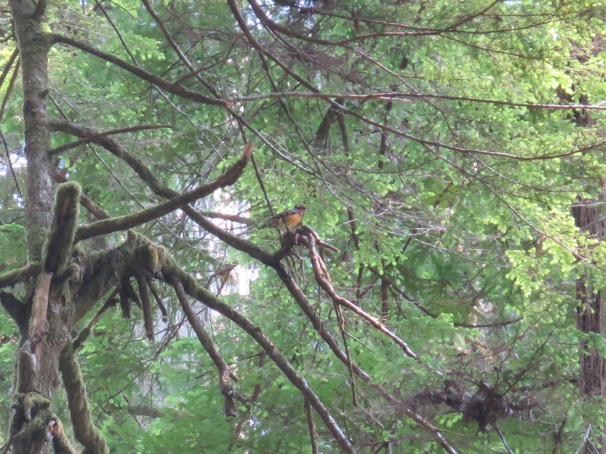 Varied Thrush - ML597153951