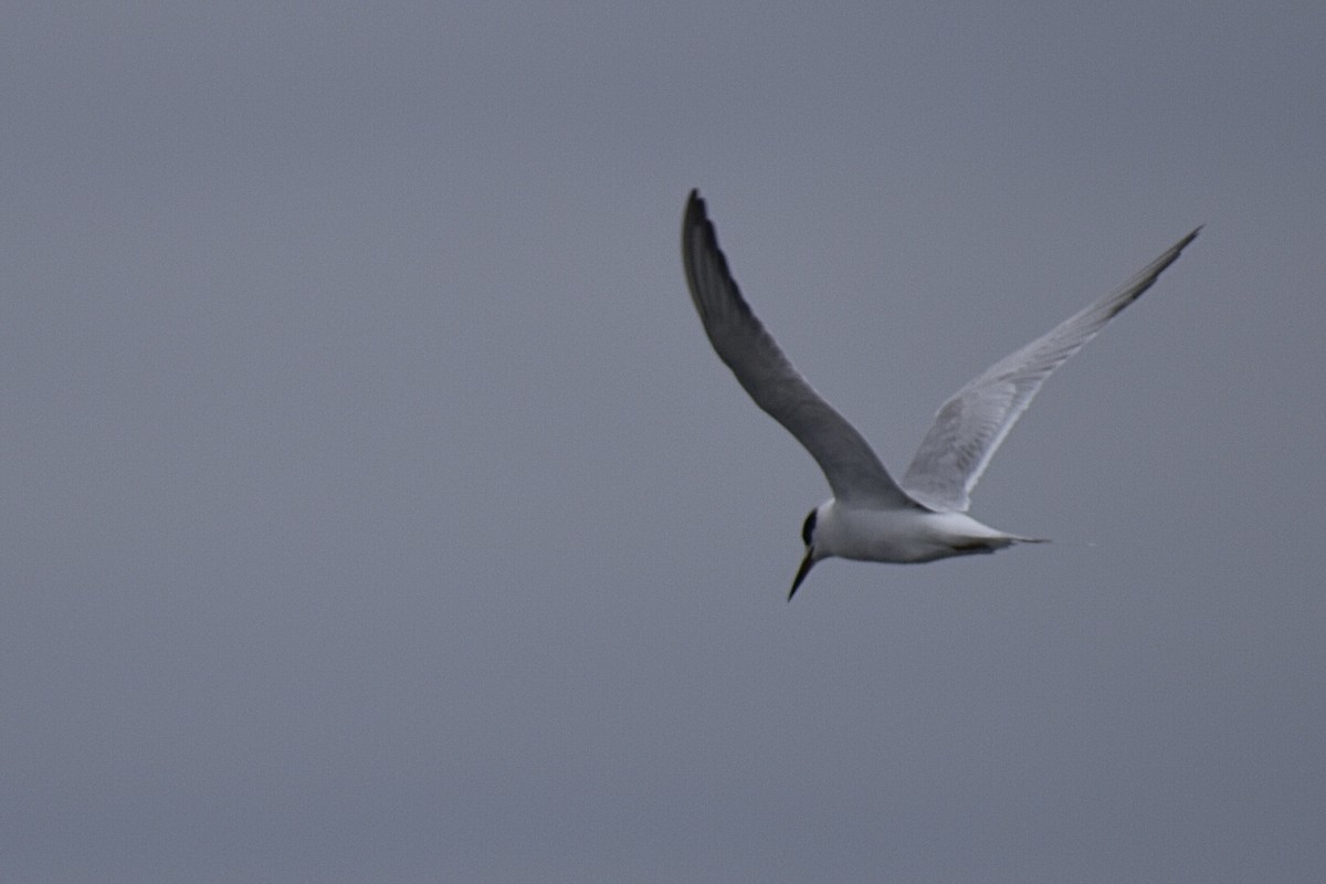 Forster's Tern - Christian Feldt