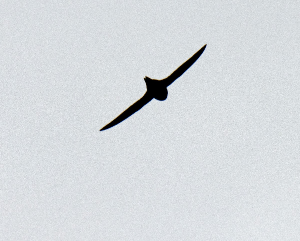 Common Swift - ML597155351