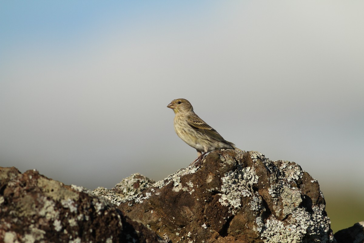 Island Canary - ML597155401