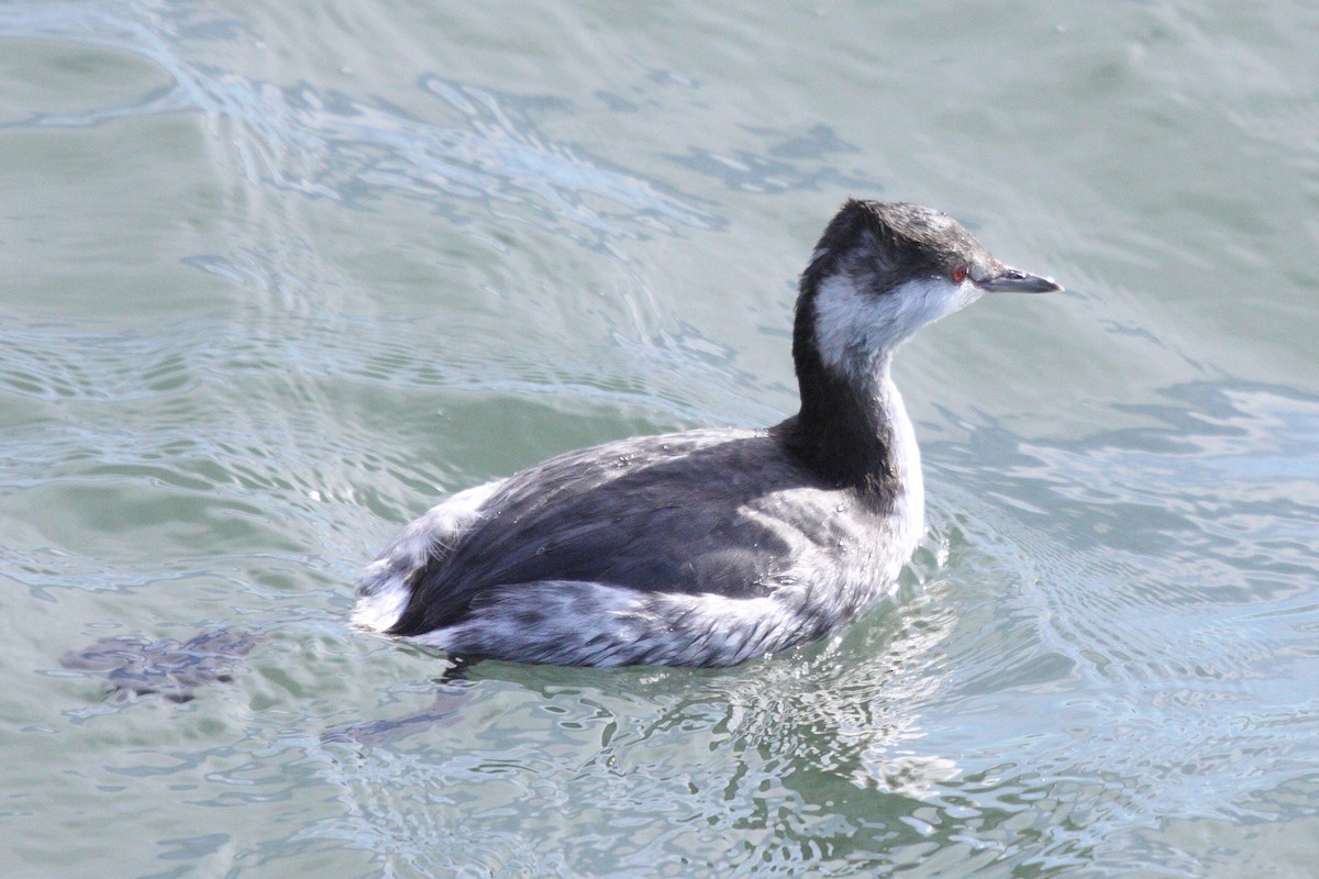 Horned Grebe - ML597155631