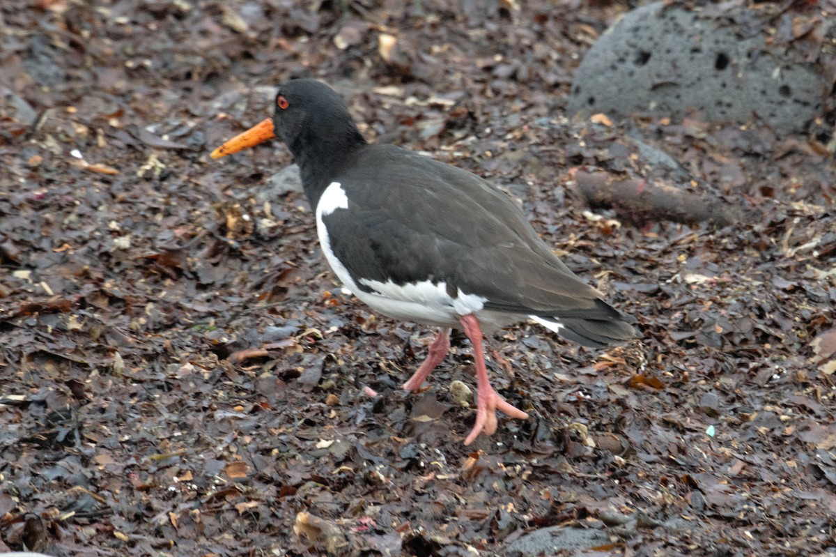 Eurasian Oystercatcher - ML597155761