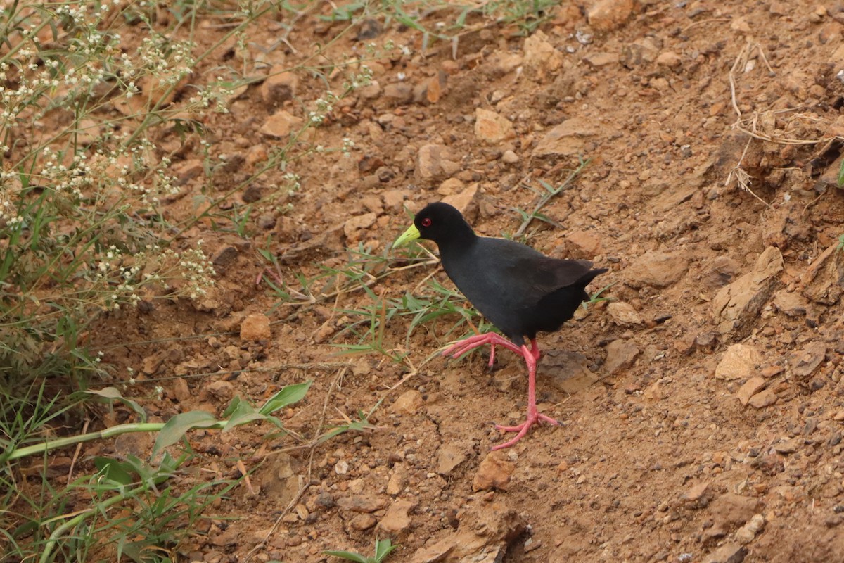 Polluela Negra Africana - ML597157071