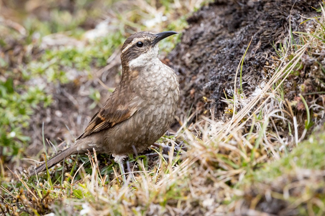 Royal Cinclodes - ML597157251