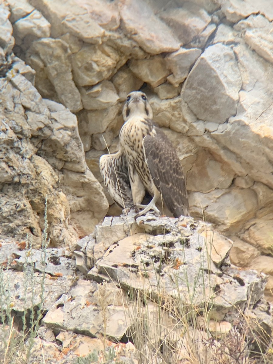 Prairie Falcon - ML597157311