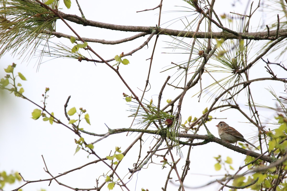 Field Sparrow - ML59715781