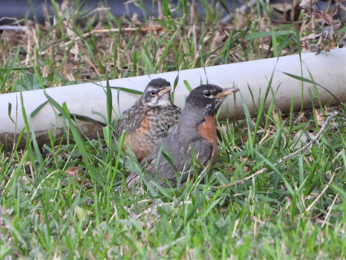 American Robin - ML597157941