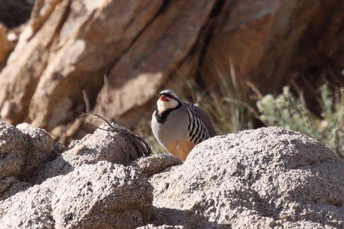 Chukar - ML597157971