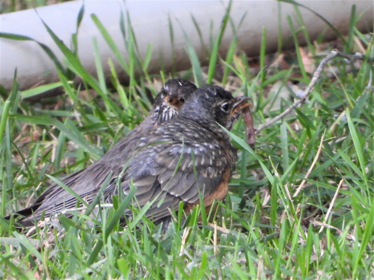 American Robin - ML597158001