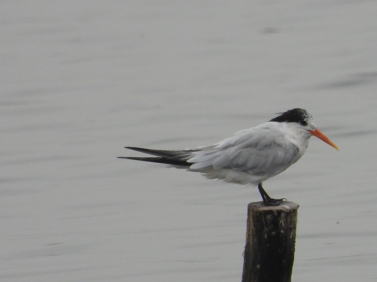 Elegant Tern - Pedro A. Sánchez Ruiz
