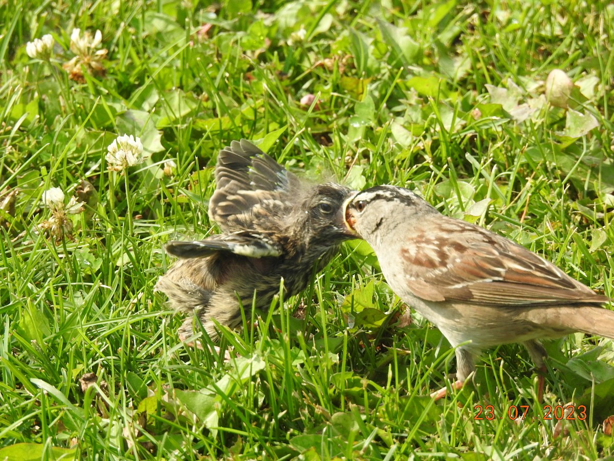White-crowned Sparrow - Vivek Dabral