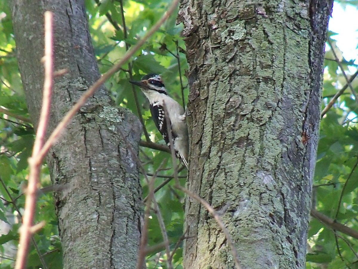 Hairy Woodpecker - ML59715961