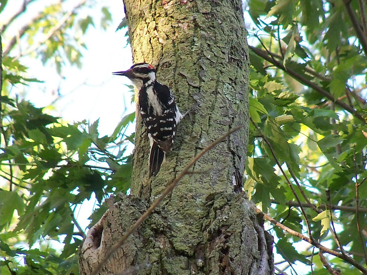 Hairy Woodpecker - ML59715971
