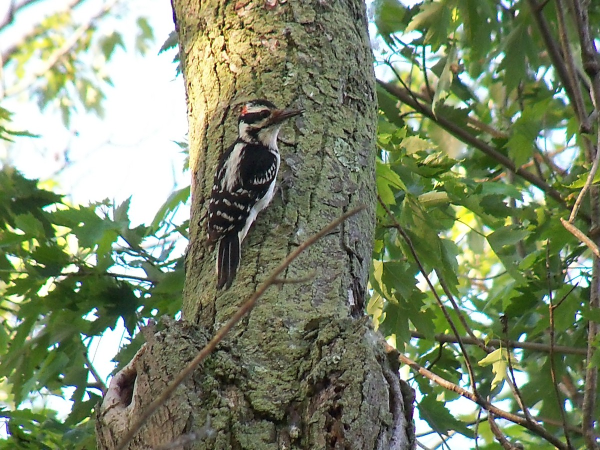 Hairy Woodpecker - ML59715981