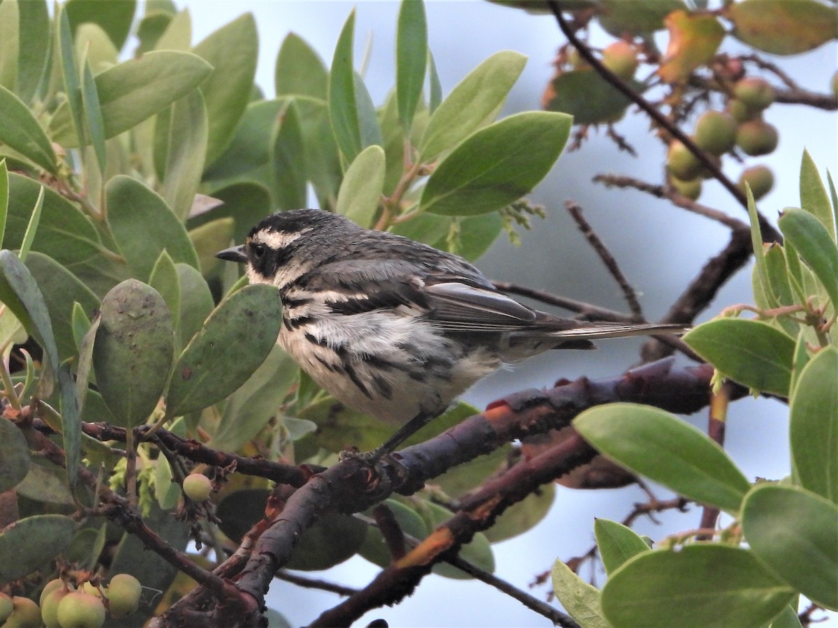 Black-throated Gray Warbler - ML597160081