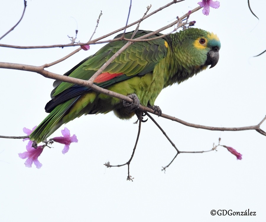 Turquoise-fronted Parrot - ML597160221
