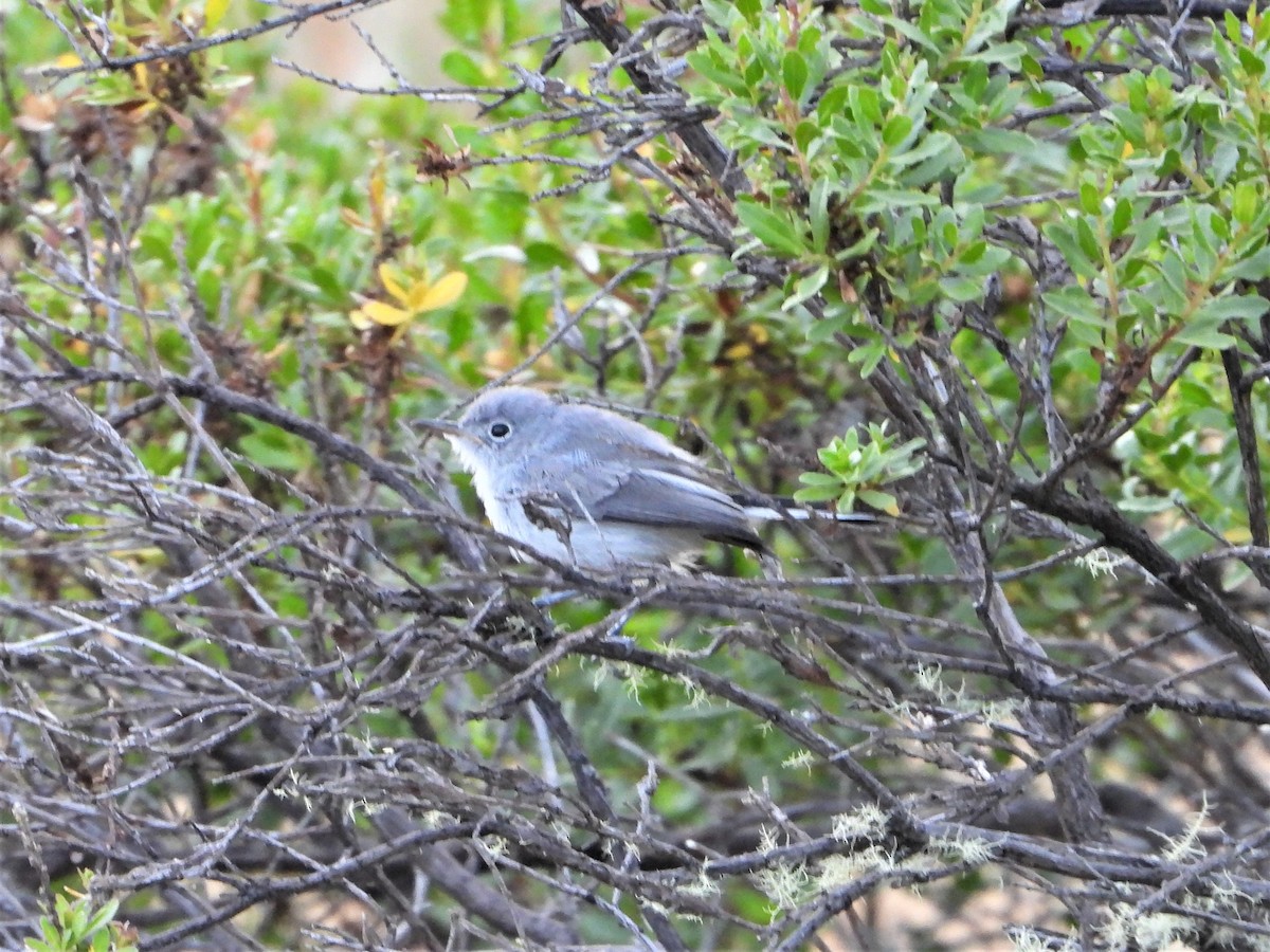 Blue-gray Gnatcatcher - ML597161351