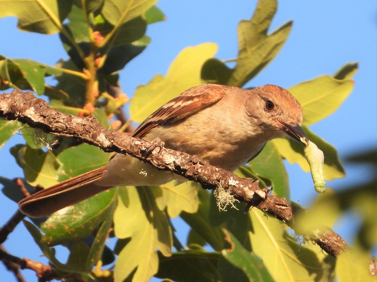 Ash-throated Flycatcher - ML597161461