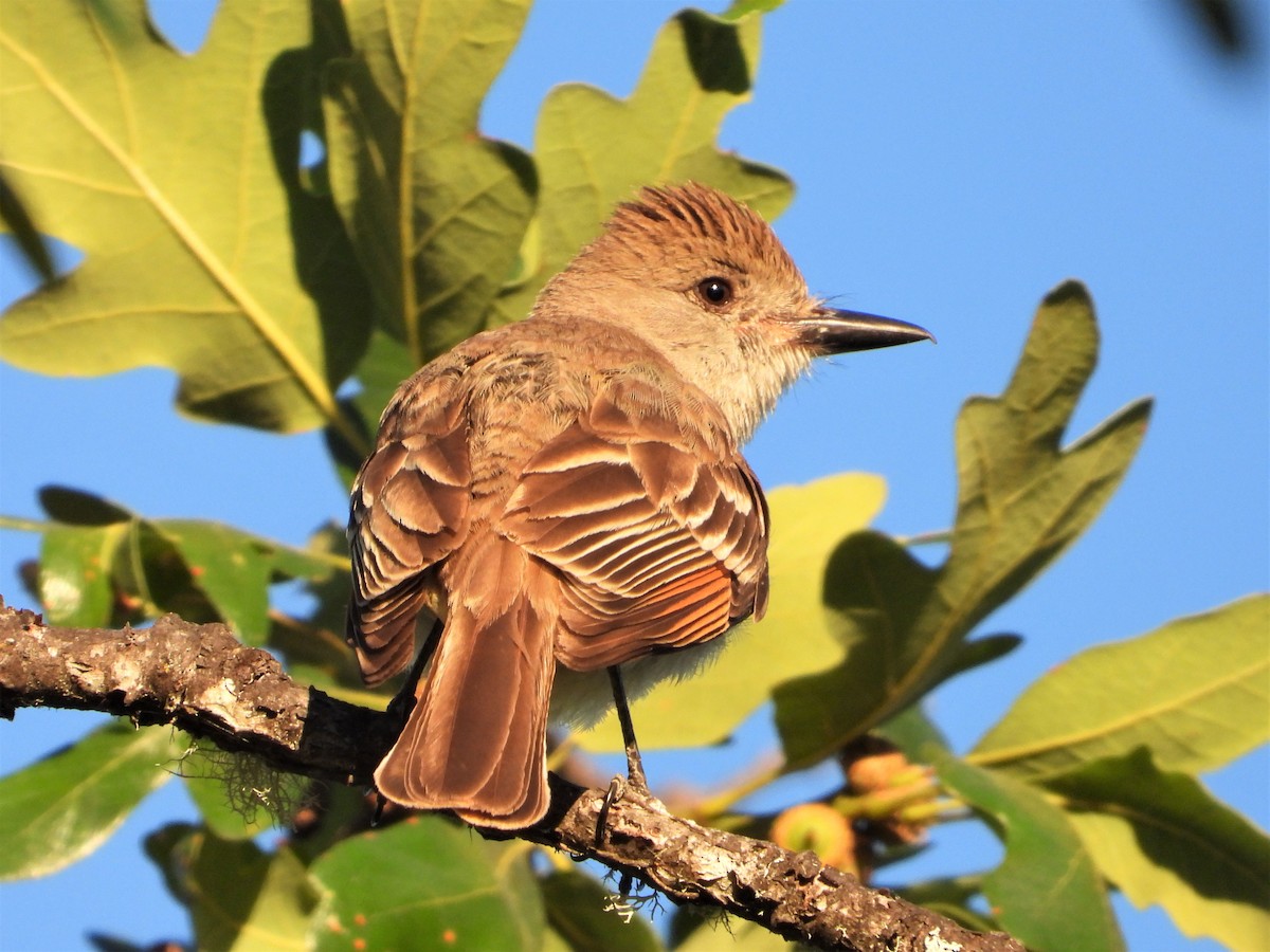 Ash-throated Flycatcher - ML597161471