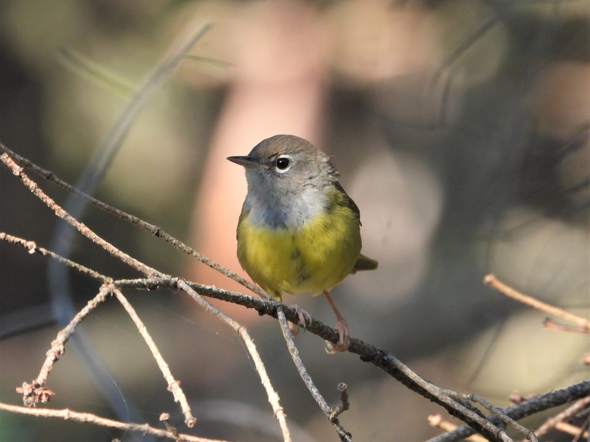 MacGillivray's Warbler - ML597162501