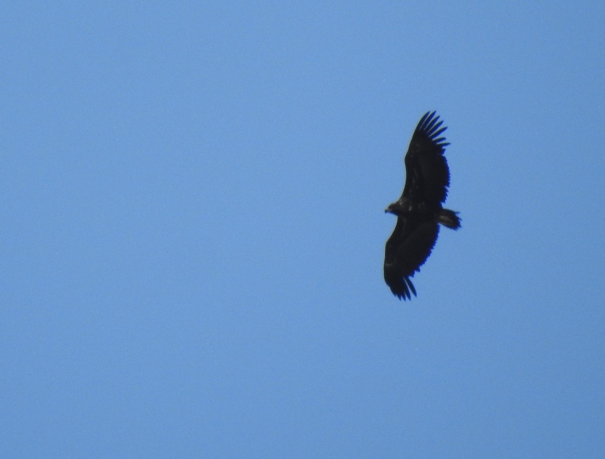 Cinereous Vulture - ML597162531