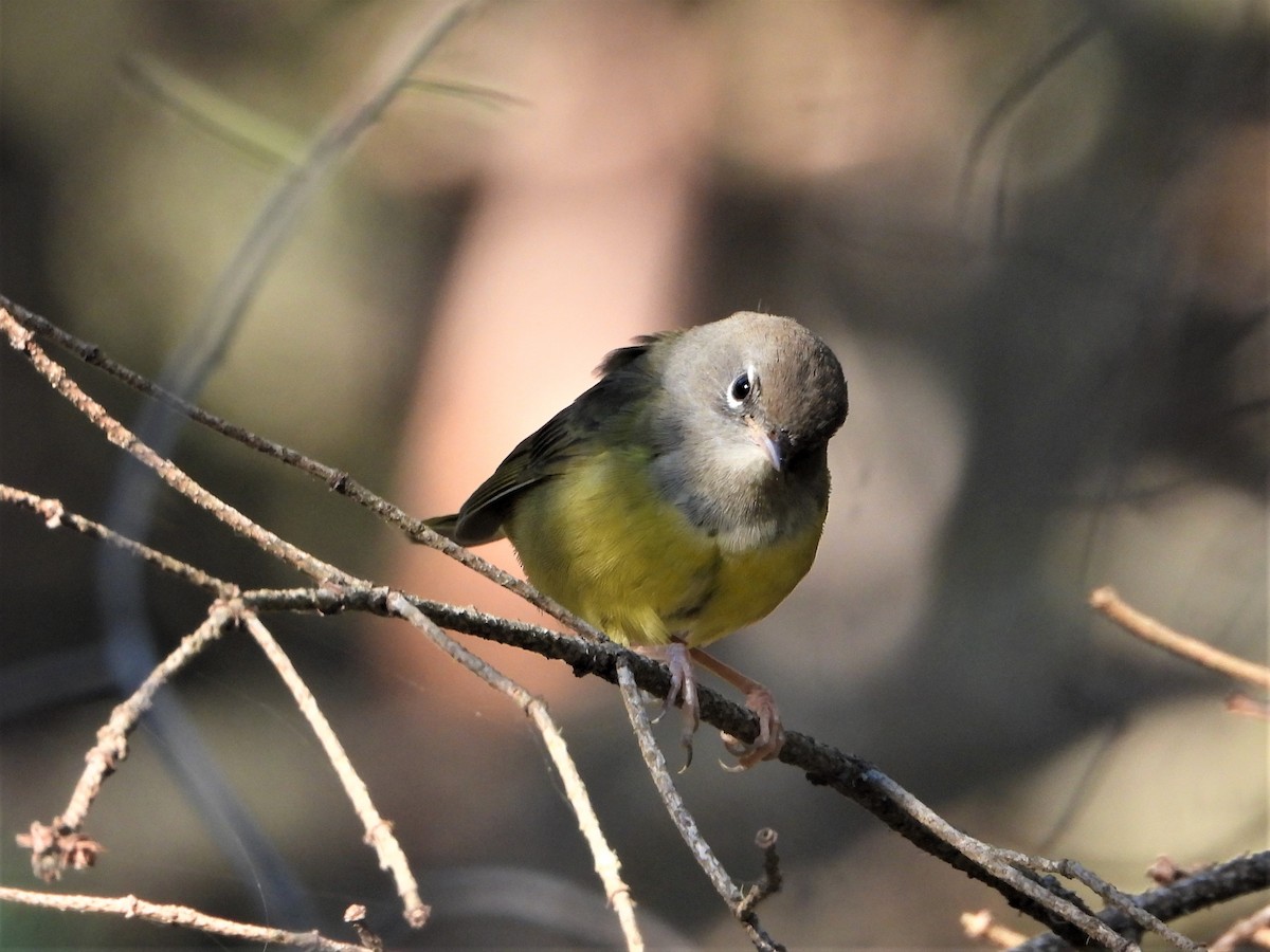 MacGillivray's Warbler - ML597162551