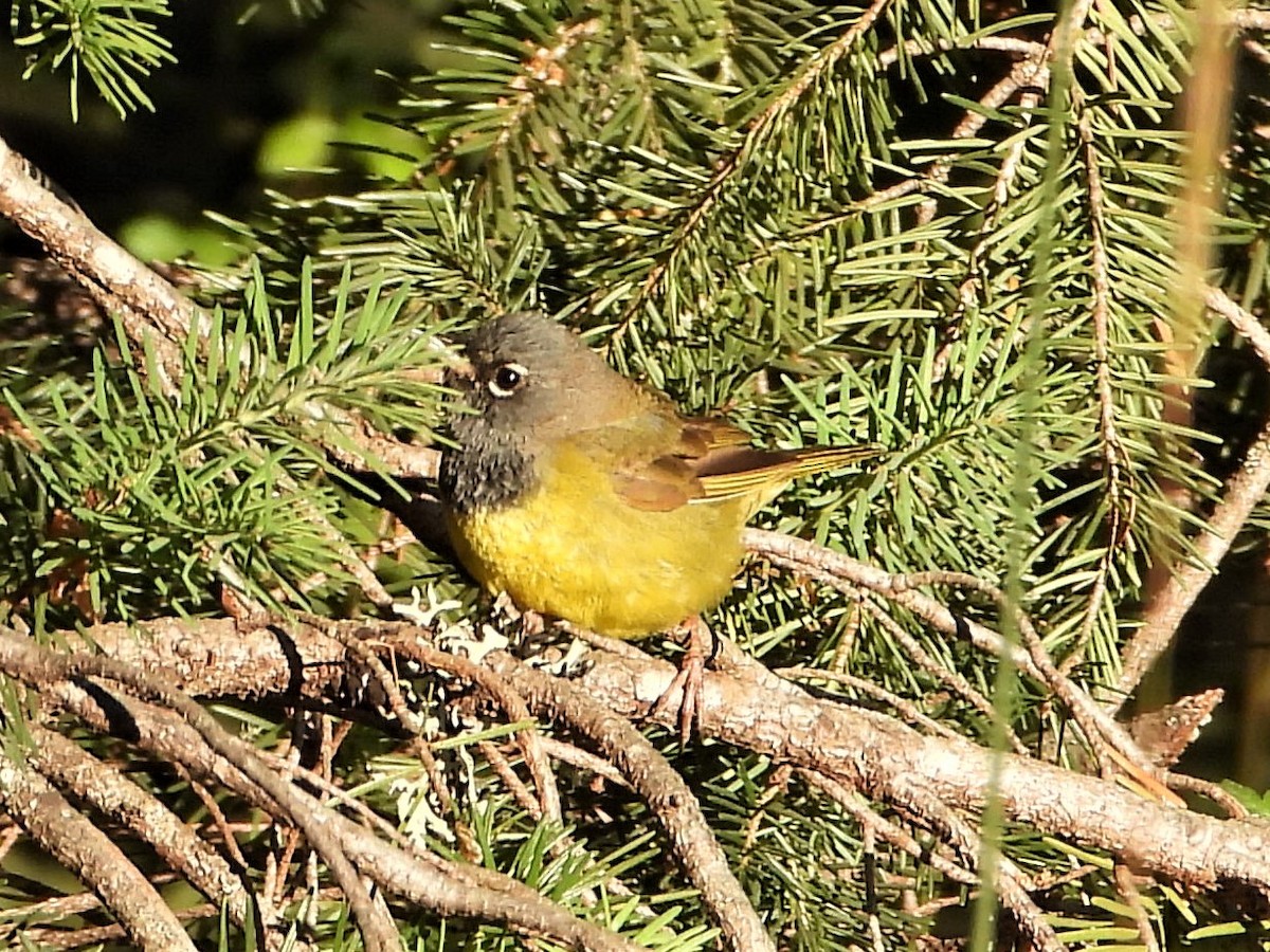 MacGillivray's Warbler - ML597162621