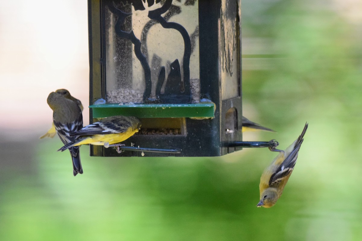 Lesser Goldfinch - ML597162721