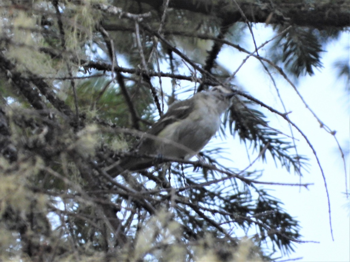 Vireo de Cassin - ML597162911