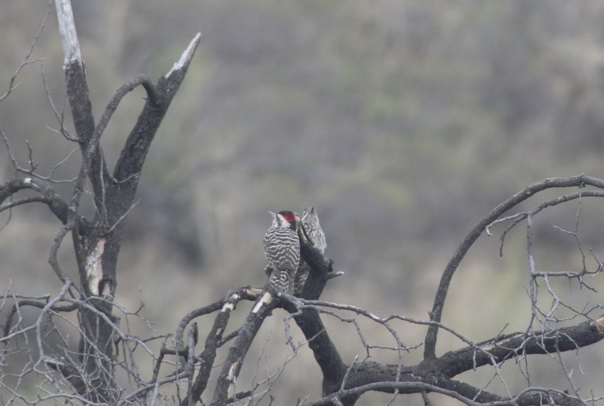 Striped Woodpecker - ML597163211